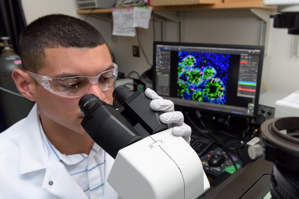 Differentiating human intestinal organoids Georgia Tech Graduate Research Assistant Ricardo Cruz-Acuña examines differentiating human intestinal organoids (HIOs) under a microscope. The research may lead to a new technique for treating injuries caused by gastrointestinal diseases. (Credit: Rob Fel