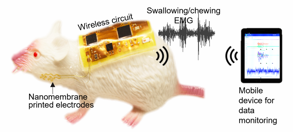 Rat model demonstrating dysphagia monitoring device