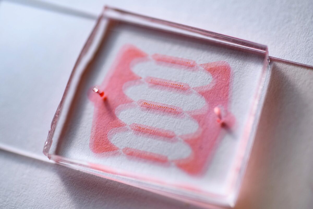 Image shows a microfluidic chip to which dye has been added to show the channels. (Credit: Rob Felt, Georgia Tech)