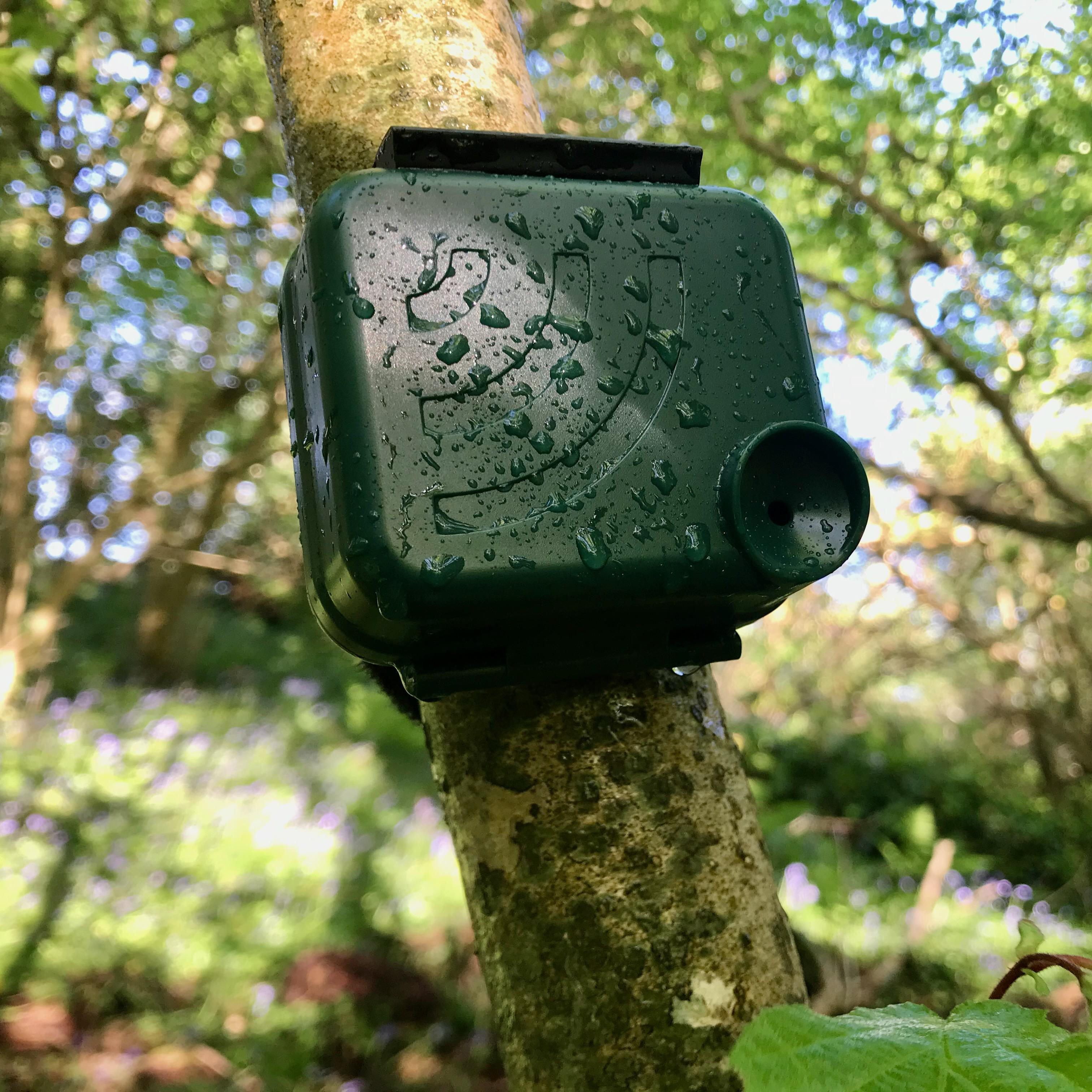 An AudioMoth device in leafy environment.