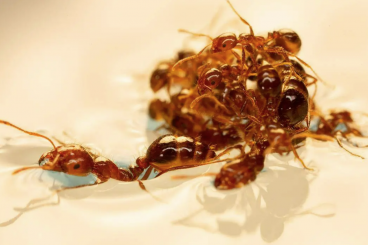 Fire ant research
