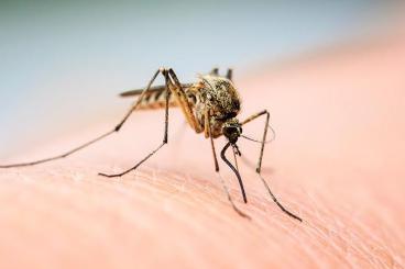 Why Mosquitoes Swarm Your Head: They’re Following Signals, Not Each Other