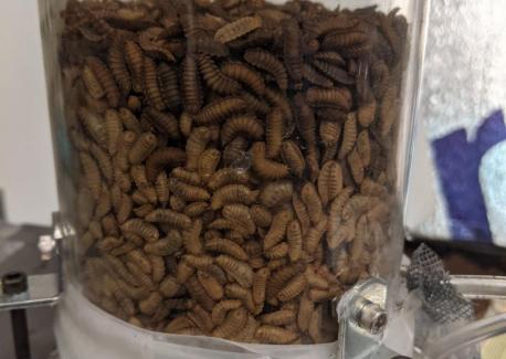 Living larvae inside the apparatus between fluidization experiments at Georgia Tech’s School of Physics’ Howey Physics building. (Photo credit: Grace Cassidy, Georgia Tech)