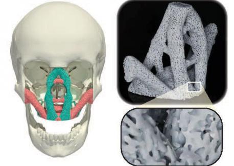  new materials could have applications for reconstructive surgery and other fields