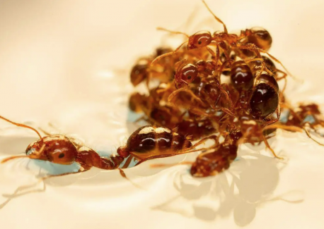 Fire ant research